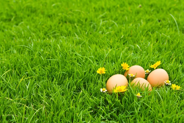 Huevos de Pascua con flor sobre hierba verde fresca sobre fondo blanco —  Fotos de Stock