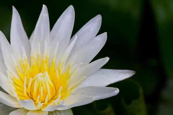 Vacker blomma lila lotus med gul pollen — Stockfoto