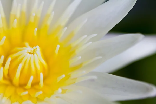 Bela flor de lótus roxo com pólen amarelo — Fotografia de Stock
