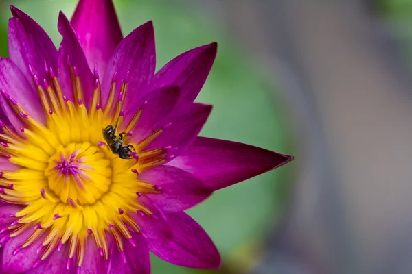 Belle fleur de lotus violet avec pollen jaune — Photo