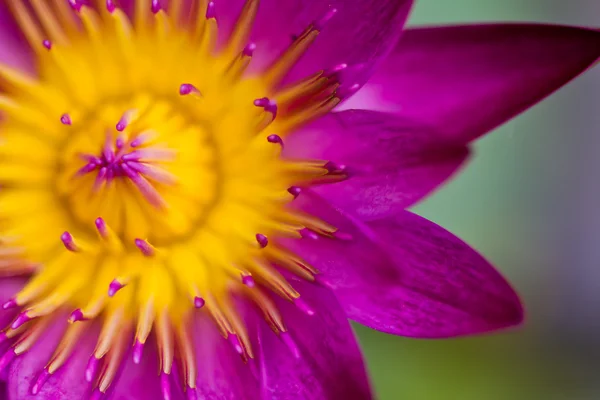 Hermosa flor de loto púrpura con polen amarillo — Foto de Stock