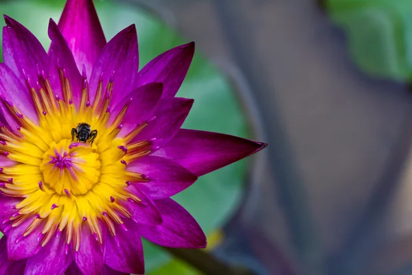Belle fleur de lotus violet avec pollen jaune — Photo