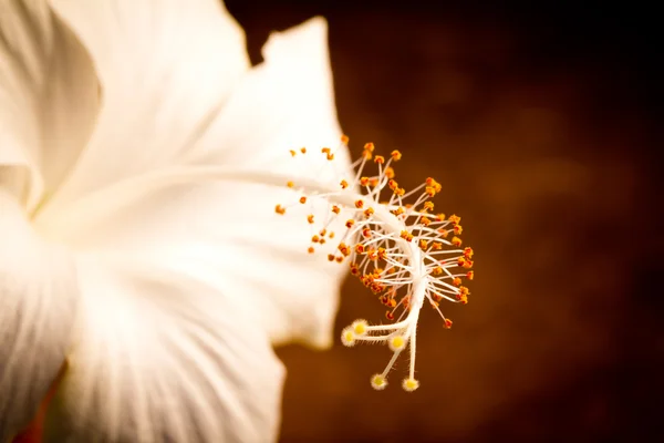 Flores blancas sobre fondo marrón — Foto de Stock