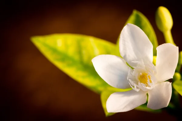 Flor blanca sobre fondo marrón — Foto de Stock