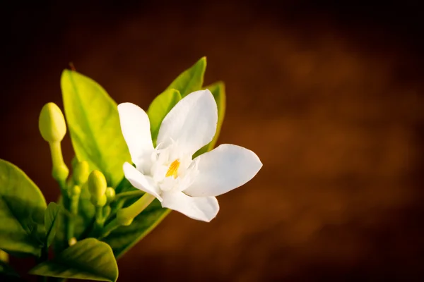 Flor branca sobre fundo marrom — Fotografia de Stock