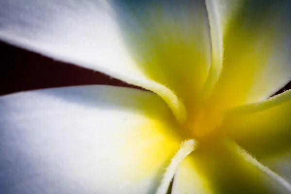 Tropikalnych kwiatów Frangipani — Zdjęcie stockowe