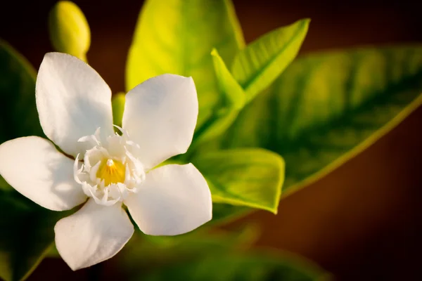 茶色の背景上の白い花 — ストック写真