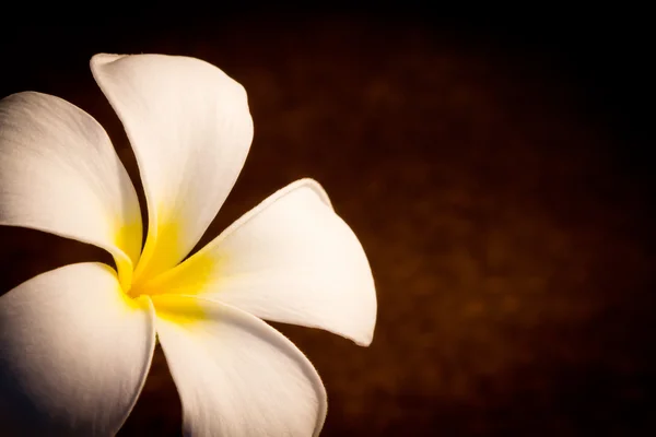 Τροπικά λουλούδια frangipani — Φωτογραφία Αρχείου