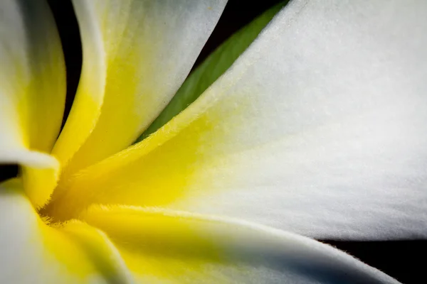 Frangipani tropische Blumen — Stockfoto
