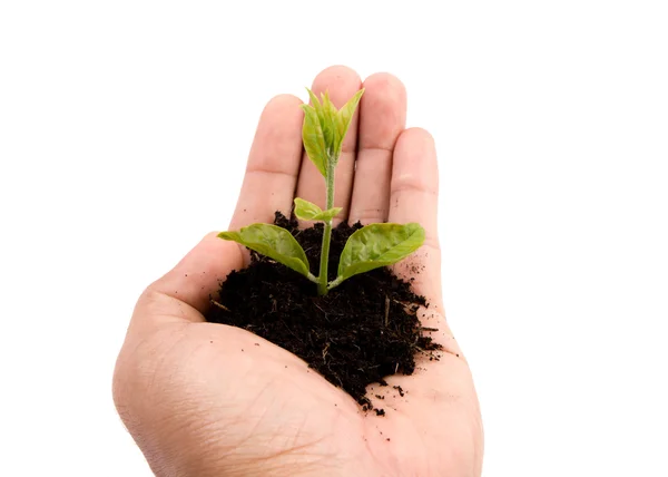 Planta joven en mano sobre fondo blanco —  Fotos de Stock