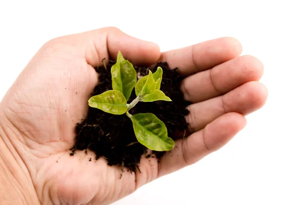Junge Pflanze in der Hand auf weißem Hintergrund — Stockfoto