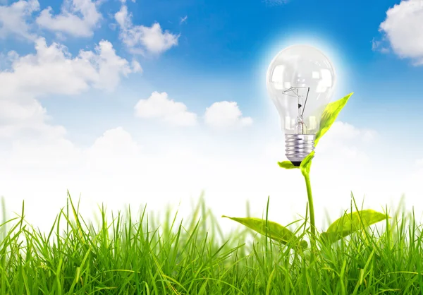 Eco concept ampoule grandir dans l'herbe contre le ciel bleu — Photo