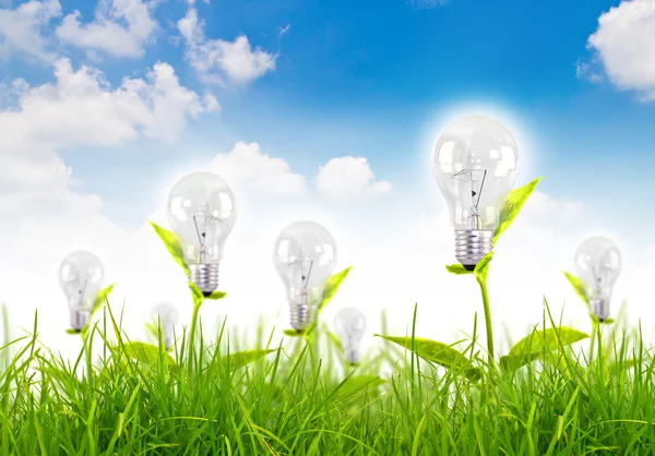 Eco koncept-lampa växa i gräset mot blå himmel — Stockfoto