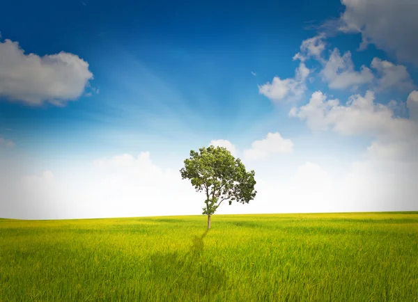 Tree and grass field — Stock Photo, Image
