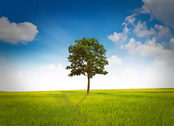 Tree and grass field — Stock Photo, Image