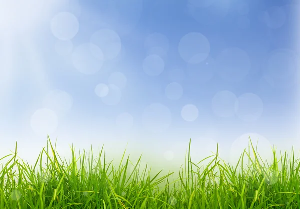 Frisches frühlingsgrünes Gras und blauer Himmel — Stockfoto