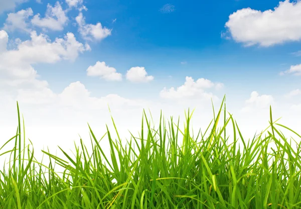 Taze bahar yeşil çimen ve mavi gökyüzü — Stok fotoğraf