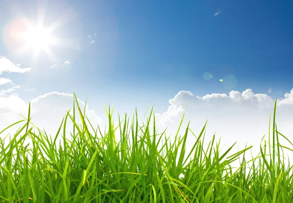 Свежая весна зеленая трава и голубое небо — стоковое фото