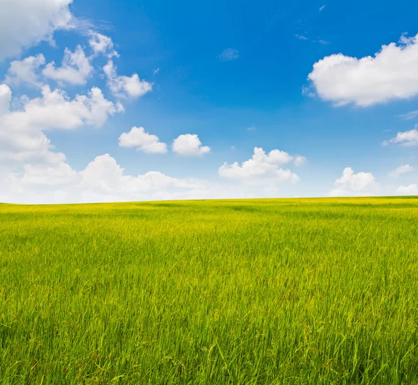 新鮮な春の緑の草と青空 — ストック写真