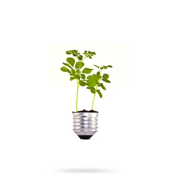 Eco koncepció: zöld fa nő ki egy izzó. — Stock Fotó