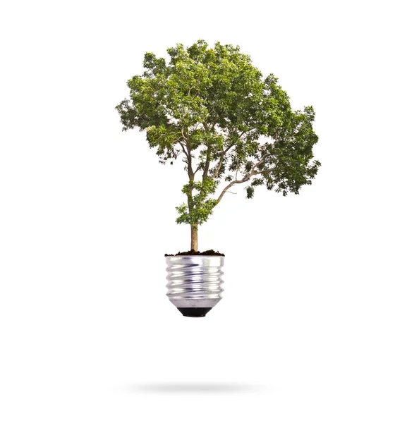 Eco koncepció: zöld fa nő ki egy izzó. — Stock Fotó