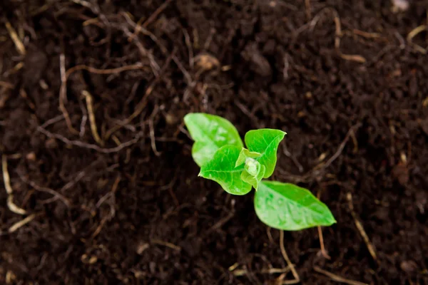 Young plant growing from the ground — Stock Photo, Image