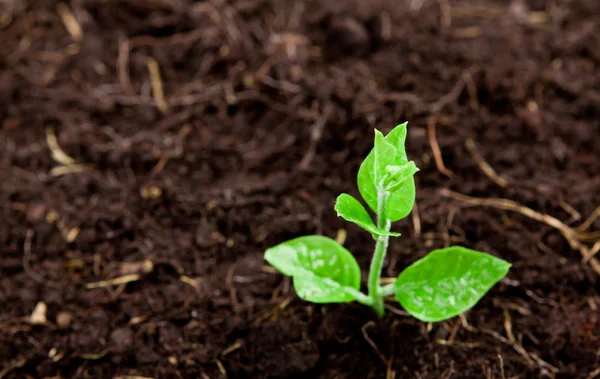 Planta joven que crece desde el suelo — Foto de Stock