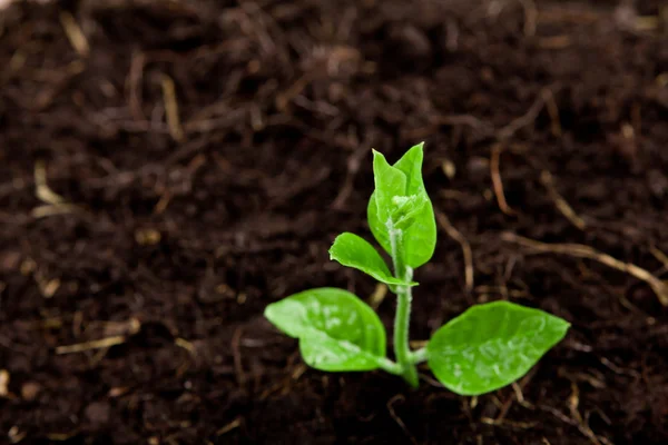 Planta joven que crece desde el suelo —  Fotos de Stock