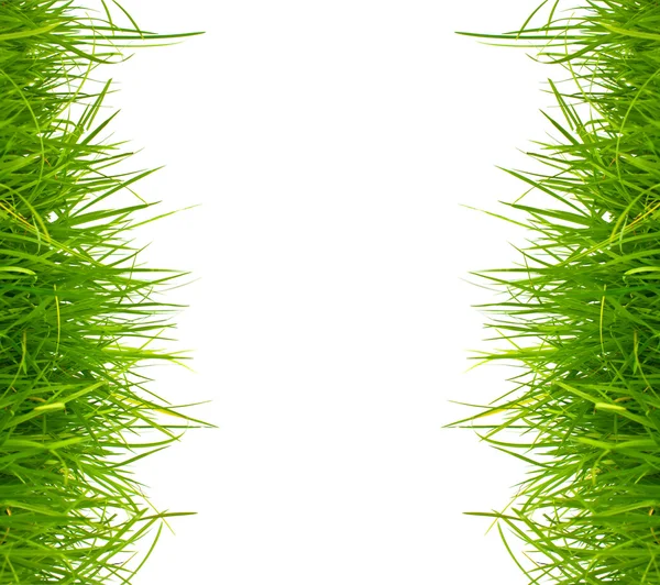 Fresca hierba verde primavera sobre fondo blanco con espacio de copia . —  Fotos de Stock