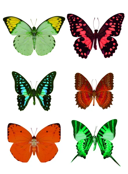 Collection of colored butterflies isolated on white — Stock Photo, Image