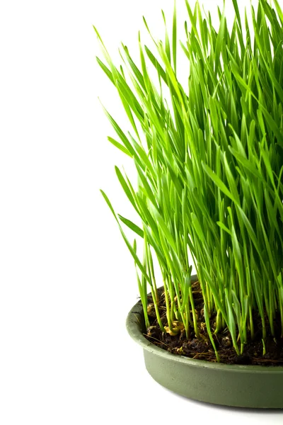 Grama verde em um pote isolado em um fundo branco — Fotografia de Stock