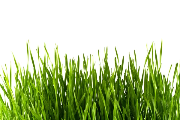 Grünes Gras in einem Topf isoliert auf weißem Hintergrund — Stockfoto