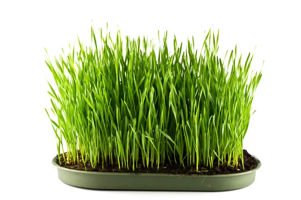 Zielona trawa w garnku na białym tle na białym tle — Zdjęcie stockowe