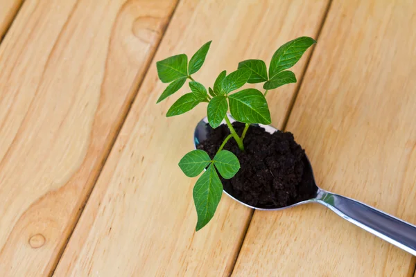 Growing green plant in spoon on wood table — Stock Photo, Image