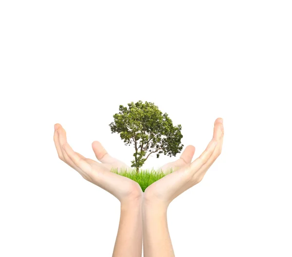 Hands holding a tree — Stock Photo, Image