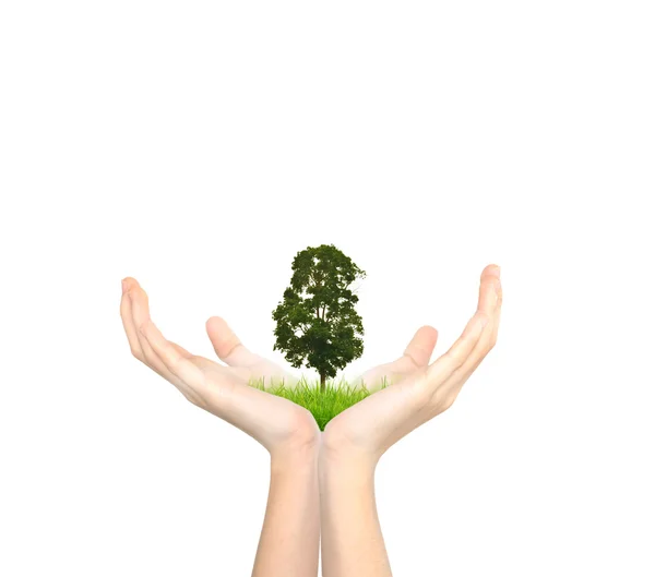 Hands holding a tree — Stock Photo, Image