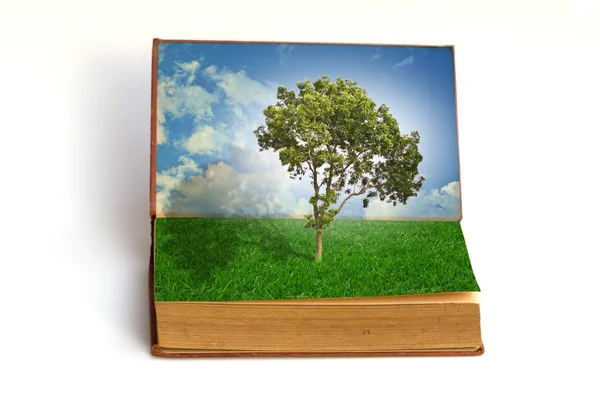 Δέντρο, αυξανόμενος από ένα βιβλίο — Φωτογραφία Αρχείου