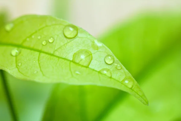 Zelený list s kapkami vody na bílém pozadí — Stock fotografie