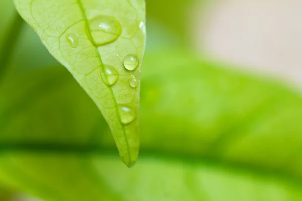 Folha verde com gotas de água no fundo branco — Fotografia de Stock