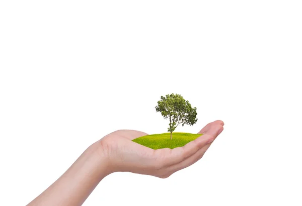 Hand holding a tree — Stock Photo, Image