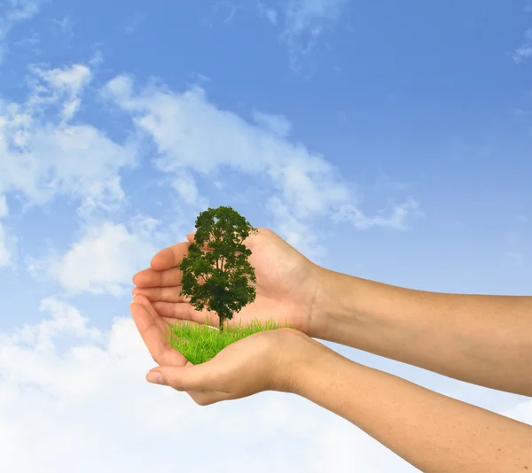 Hands holding a small tree — Stock Photo, Image
