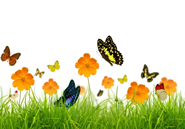 Yellow flowers, green grass and butterfly — Stock Photo, Image