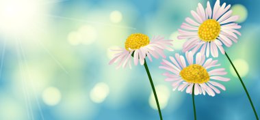 Daisies clipart