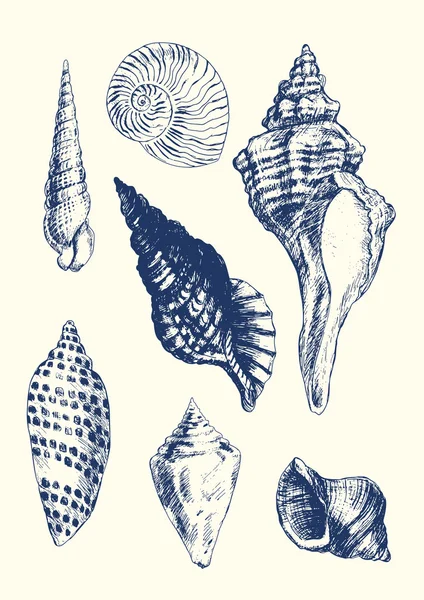 7 various seashells — Stock Vector