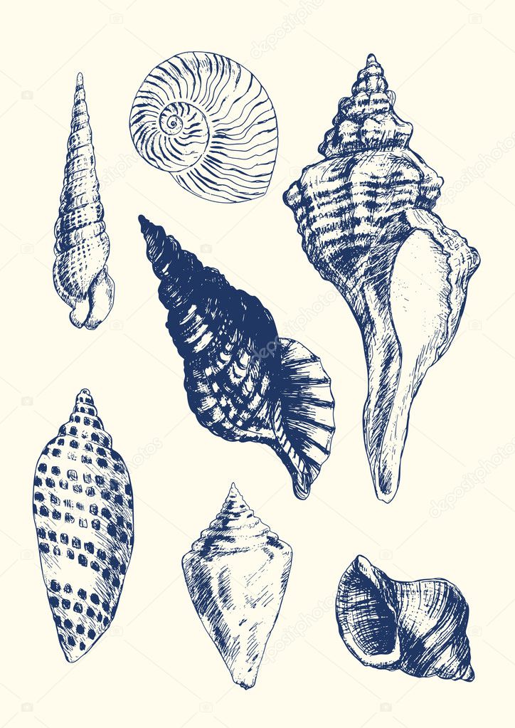 7 various seashells