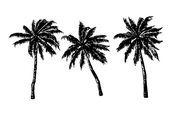 3 hand-drawn palms — Stock Vector