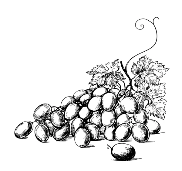 葡萄 — 图库矢量图片