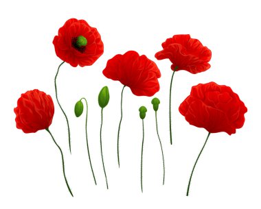 Poppies clipart