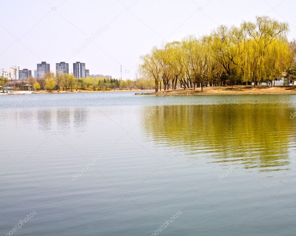 City park beside the lake, green trees in it with reflections an