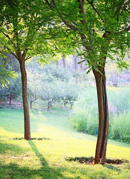 Τοπίο closeup των δύο δέντρα, σε ένα πάρκο στο φως του ήλιου Royalty Free Εικόνες Αρχείου